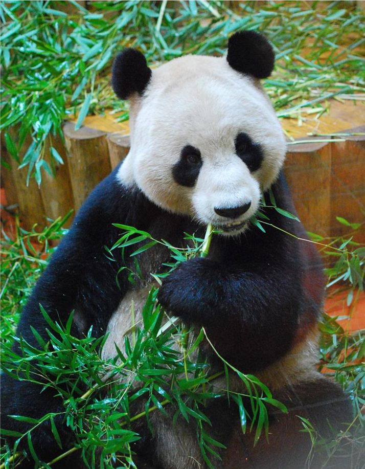 panda photo