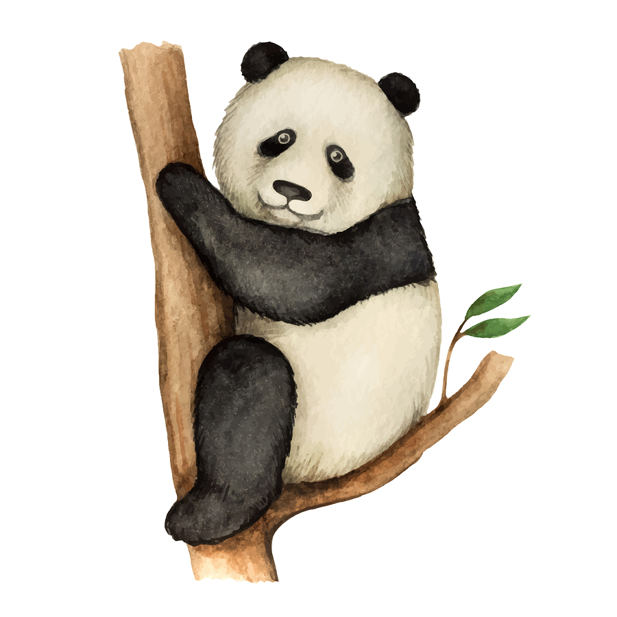 panda up a tree